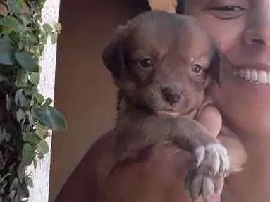 Cachorro ra a SRD idade Abaixo de 2 meses nome MARI
