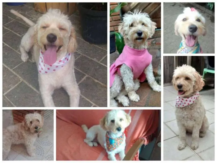 Cachorro ra a MIX POODLE X SCHNAUZER idade 2 anos nome LAKA