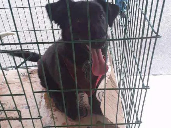 Cachorro ra a SRD idade 2 anos nome FEIJAO