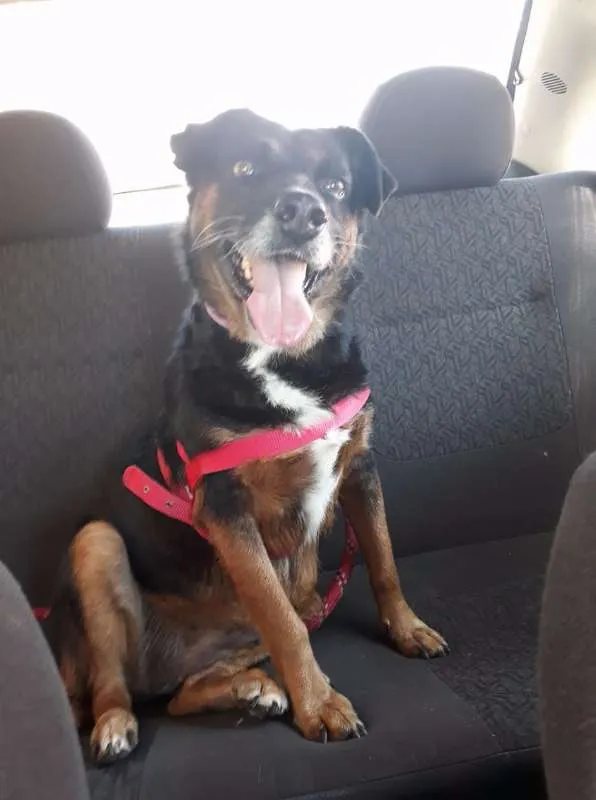 Cachorro ra a mestica  idade 2 anos nome Tetê