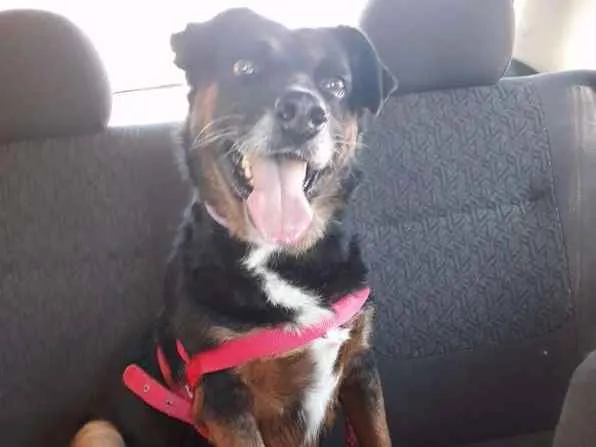 Cachorro ra a mestica  idade 2 anos nome Tetê