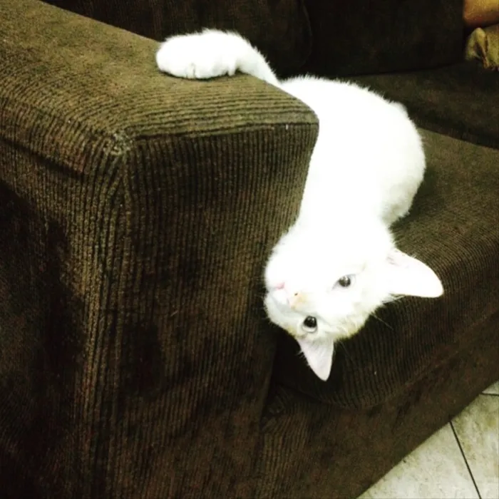 Gato ra a  idade 2 anos nome johnny