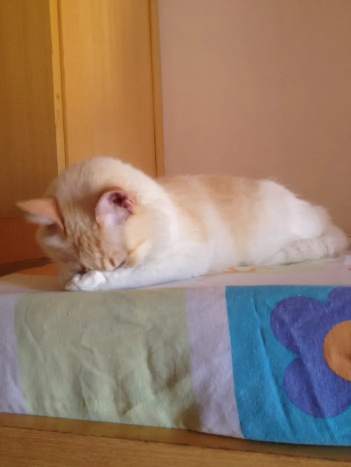 Gato ra a  idade 2 anos nome johnny