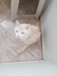 johnny