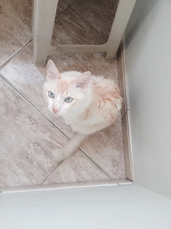 Gato ra a  idade 2 anos nome johnny