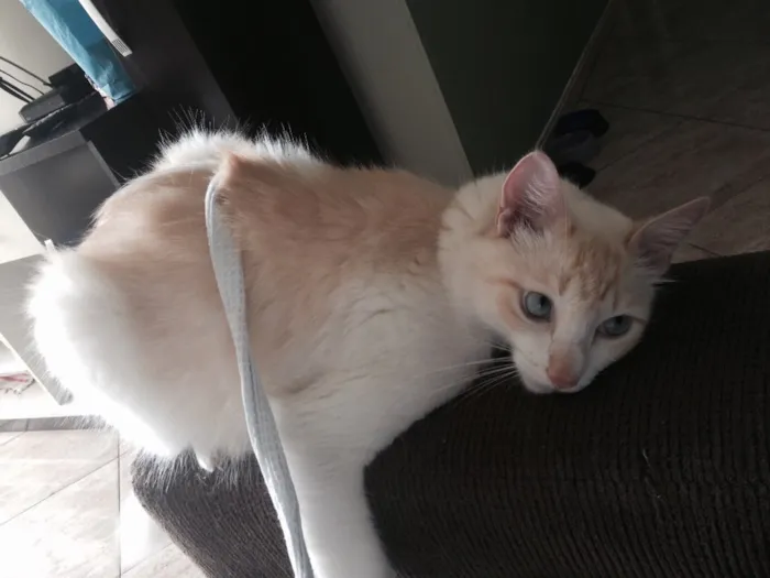 Gato ra a  idade 2 anos nome johnny
