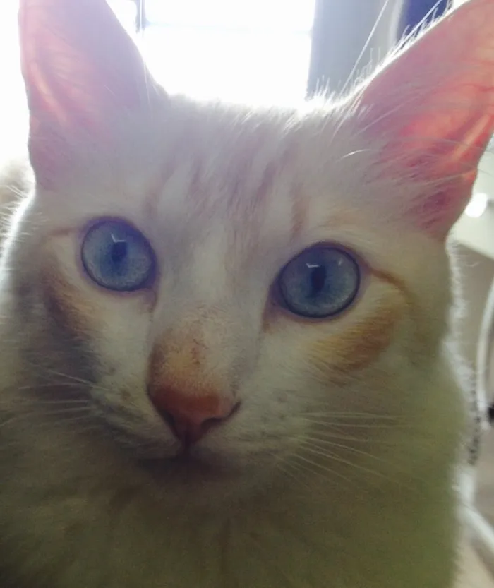 Gato ra a  idade 2 anos nome johnny