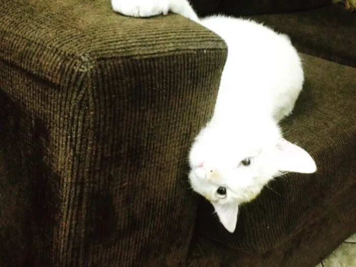 Gato ra a  idade 2 anos nome johnny