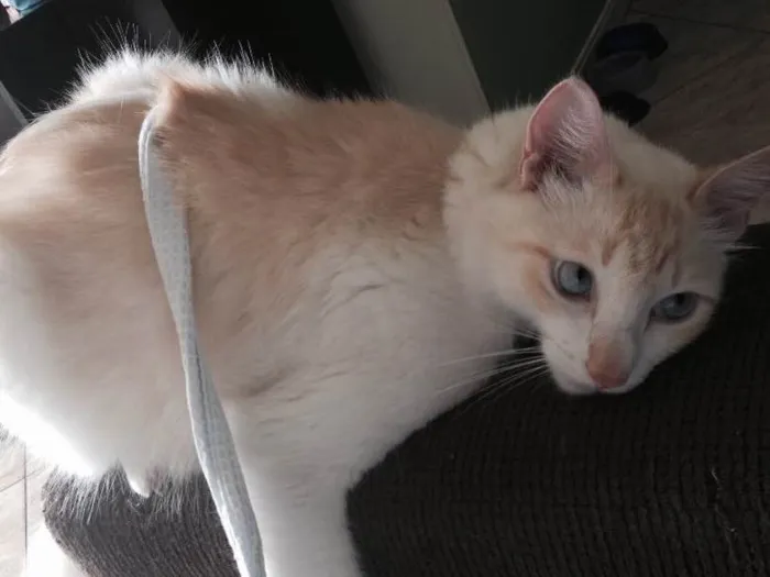 Gato ra a  idade 2 anos nome johnny