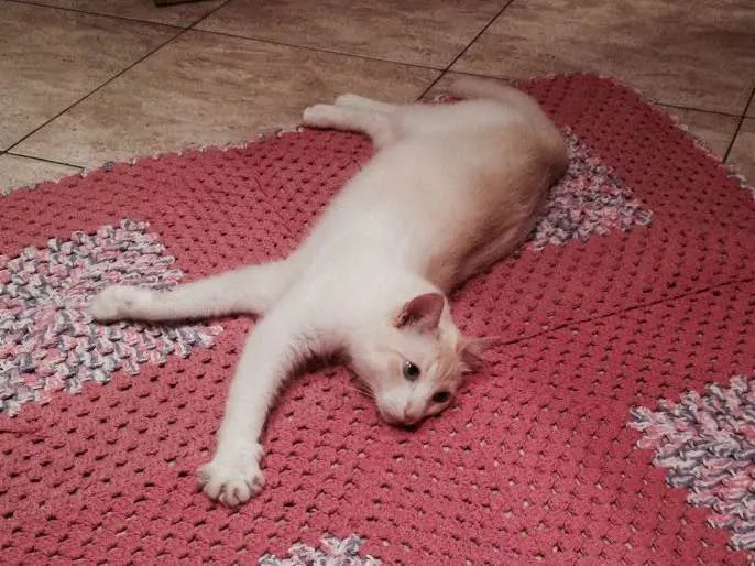 Gato ra a  idade 2 anos nome johnny