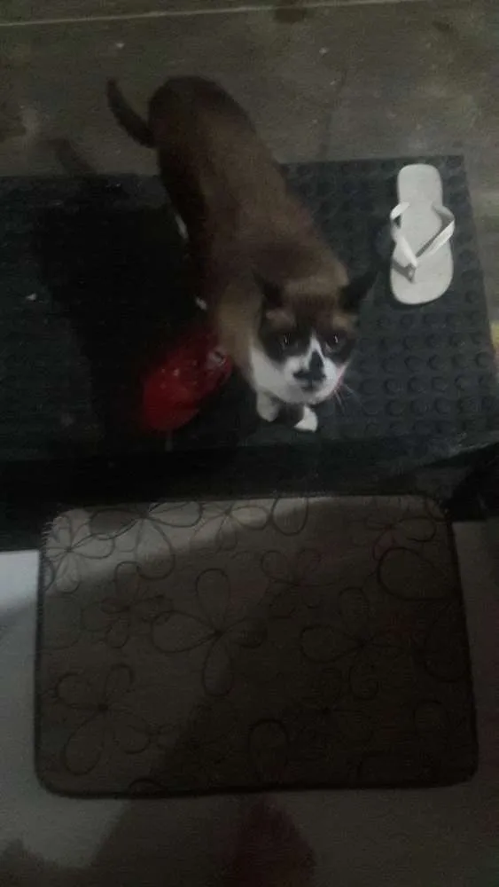 Gato ra a Siamês idade 5 anos nome Martim