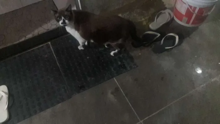 Gato ra a Siamês idade 5 anos nome Martim