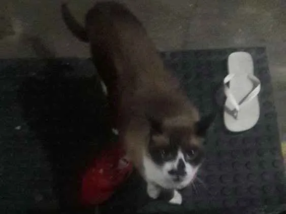 Gato ra a Siamês idade 5 anos nome Martim