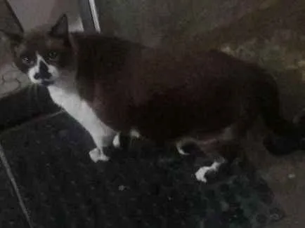 Gato ra a Siamês idade 5 anos nome Martim