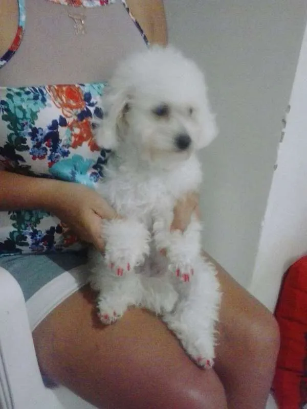 Cachorro raça poodle + coton idade 4 anos nome Billy e Princesa