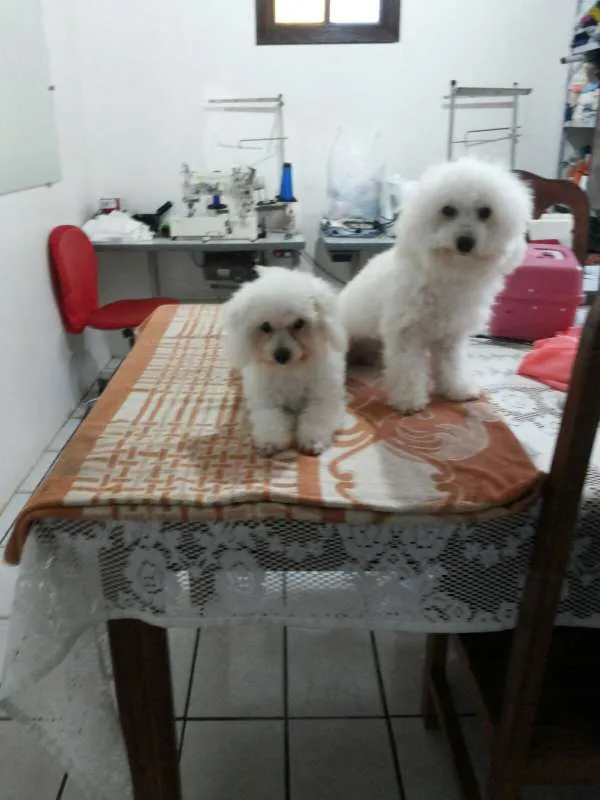 Cachorro raça poodle + coton idade 4 anos nome Billy e Princesa