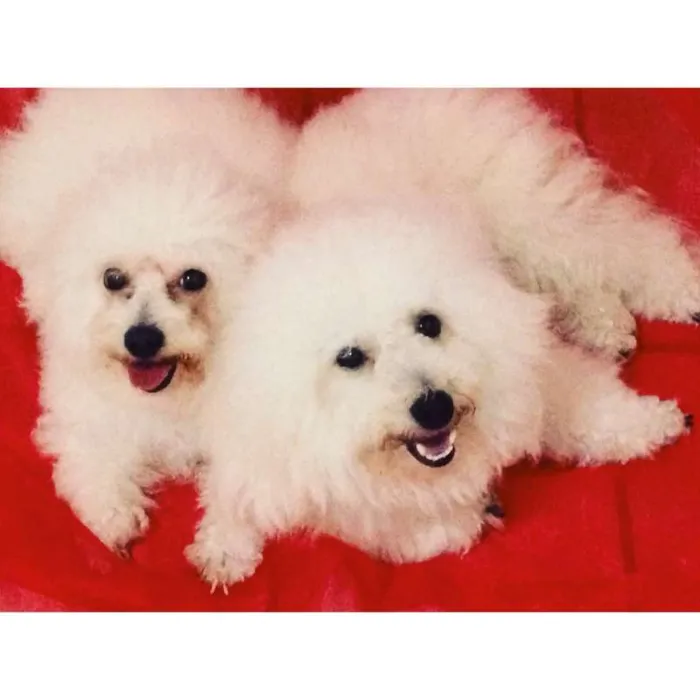 Cachorro raça poodle + coton idade 4 anos nome Billy e Princesa