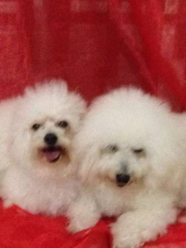 Cachorro raça poodle + coton idade 4 anos nome Billy e Princesa