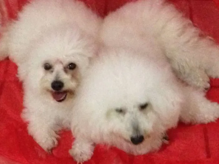 Cachorro raça poodle + coton idade 4 anos nome Billy e Princesa
