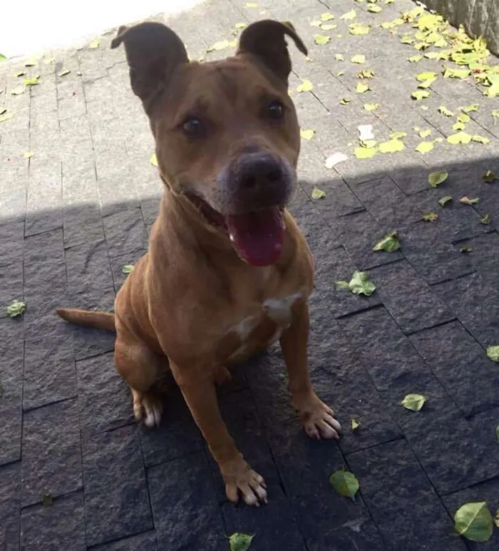 Cachorro ra a Pitbull idade 3 anos nome Thor