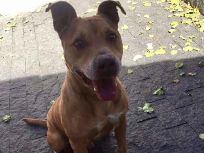 Cachorro ra a Pitbull idade 3 anos nome Thor