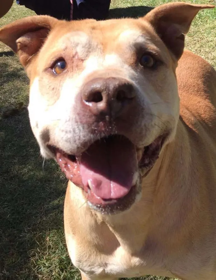 Cachorro ra a Pitbull idade 6 ou mais anos nome Simba