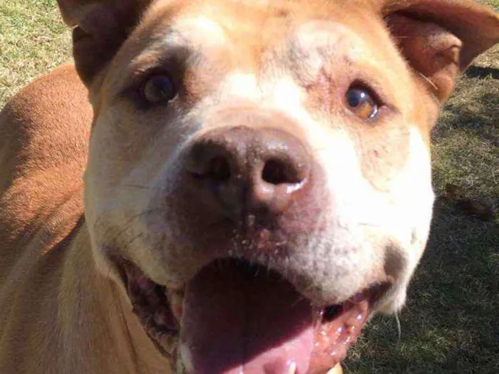 Cachorro ra a Pitbull idade 6 ou mais anos nome Simba