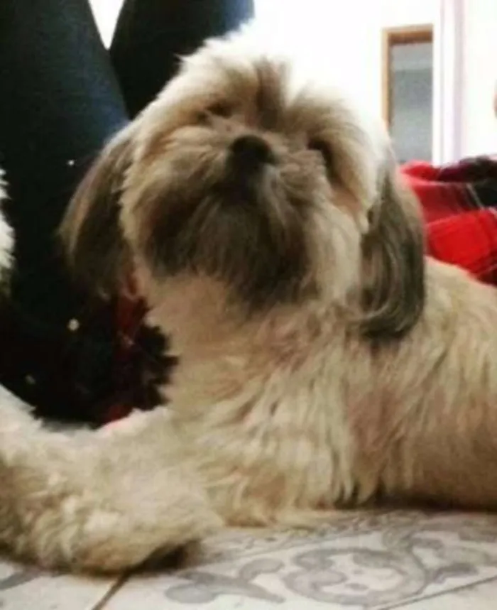 Cachorro ra a Lhasa idade 4 anos nome Dalila