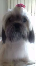 Dalila