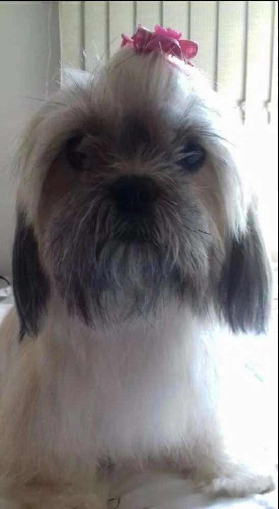Cachorro ra a Lhasa idade 4 anos nome Dalila