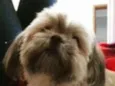 Dalila