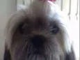Dalila