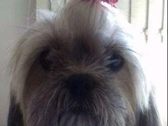 Cachorro ra a Lhasa idade 4 anos nome Dalila