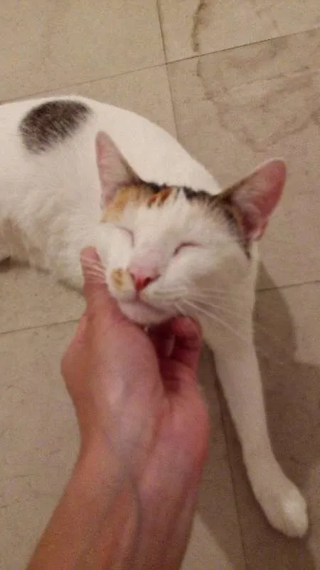 Gato ra a SRD idade  nome Nome