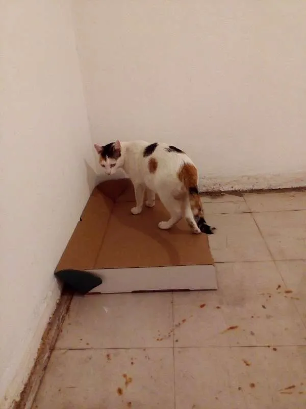 Gato ra a SRD idade  nome Nome