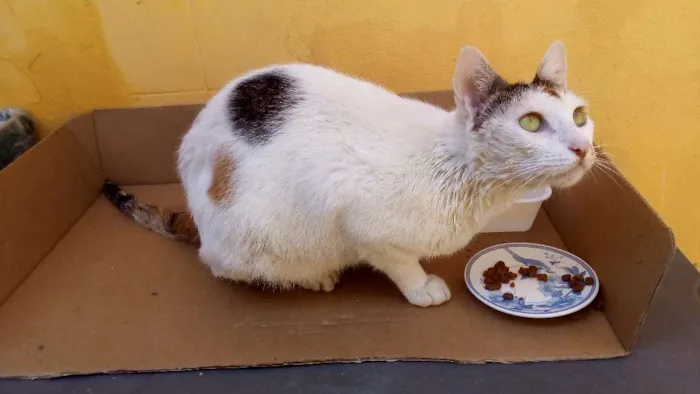 Gato ra a SRD idade  nome Nome