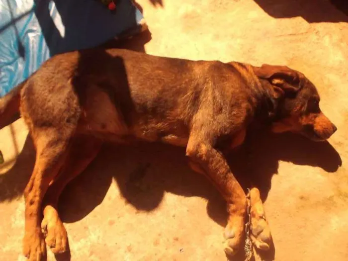 Cachorro ra a Hotwailer com pastor alemão idade 4 anos nome Fiona