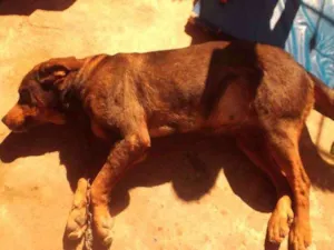Cachorro raça Hotwailer com pastor alemão idade 4 anos nome Fiona