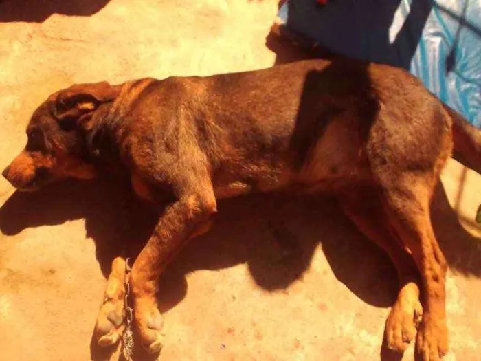 Cachorro ra a Hotwailer com pastor alemão idade 4 anos nome Fiona