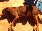 Cachorro raça Hotwailer com pastor alemão idade 4 anos nome Fiona