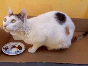 Gato raça SRD idade  nome Nome