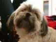 Dalila