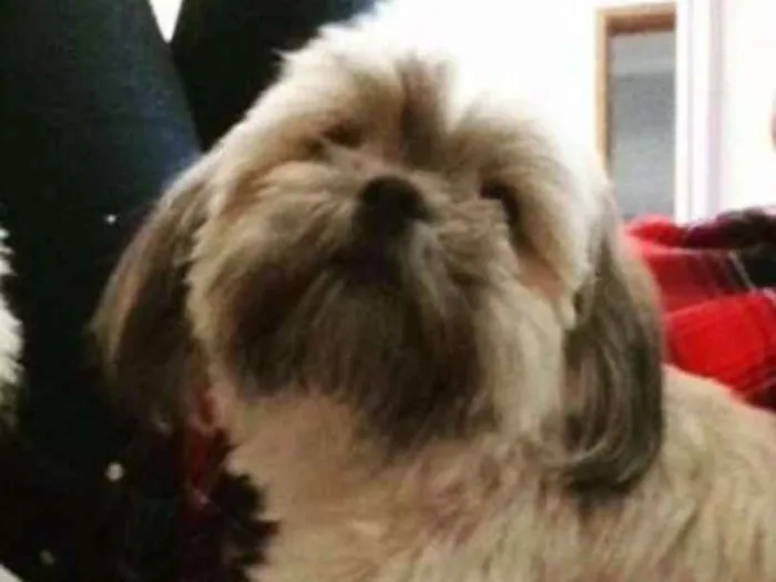 Cachorro ra a Lhasa idade 4 anos nome Dalila