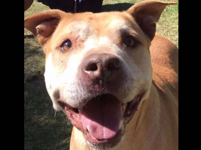 Cachorro ra a Pitbull idade 6 ou mais anos nome Simba