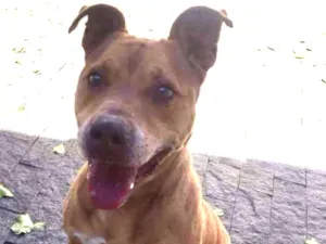 Cachorro raça Pitbull idade 3 anos nome Thor