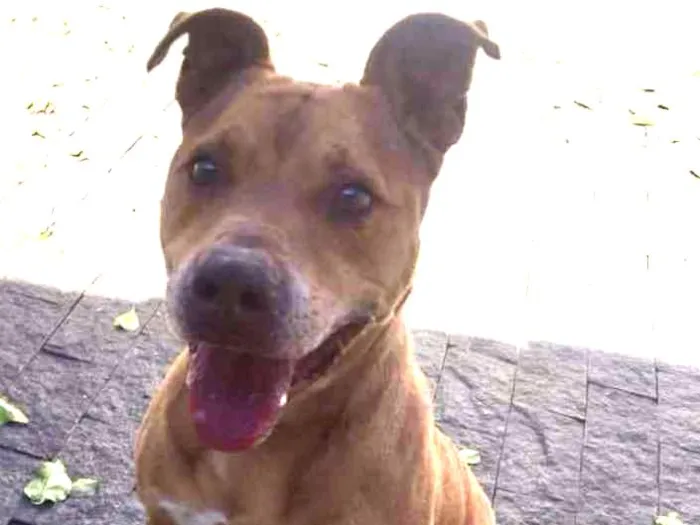 Cachorro ra a Pitbull idade 3 anos nome Thor