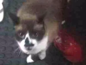 Gato raça Siamês idade 5 anos nome Martim