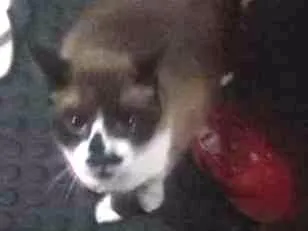Gato ra a Siamês idade 5 anos nome Martim