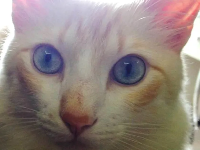 Gato ra a  idade 2 anos nome johnny