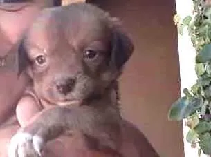 Cachorro ra a SRD idade Abaixo de 2 meses nome MARI